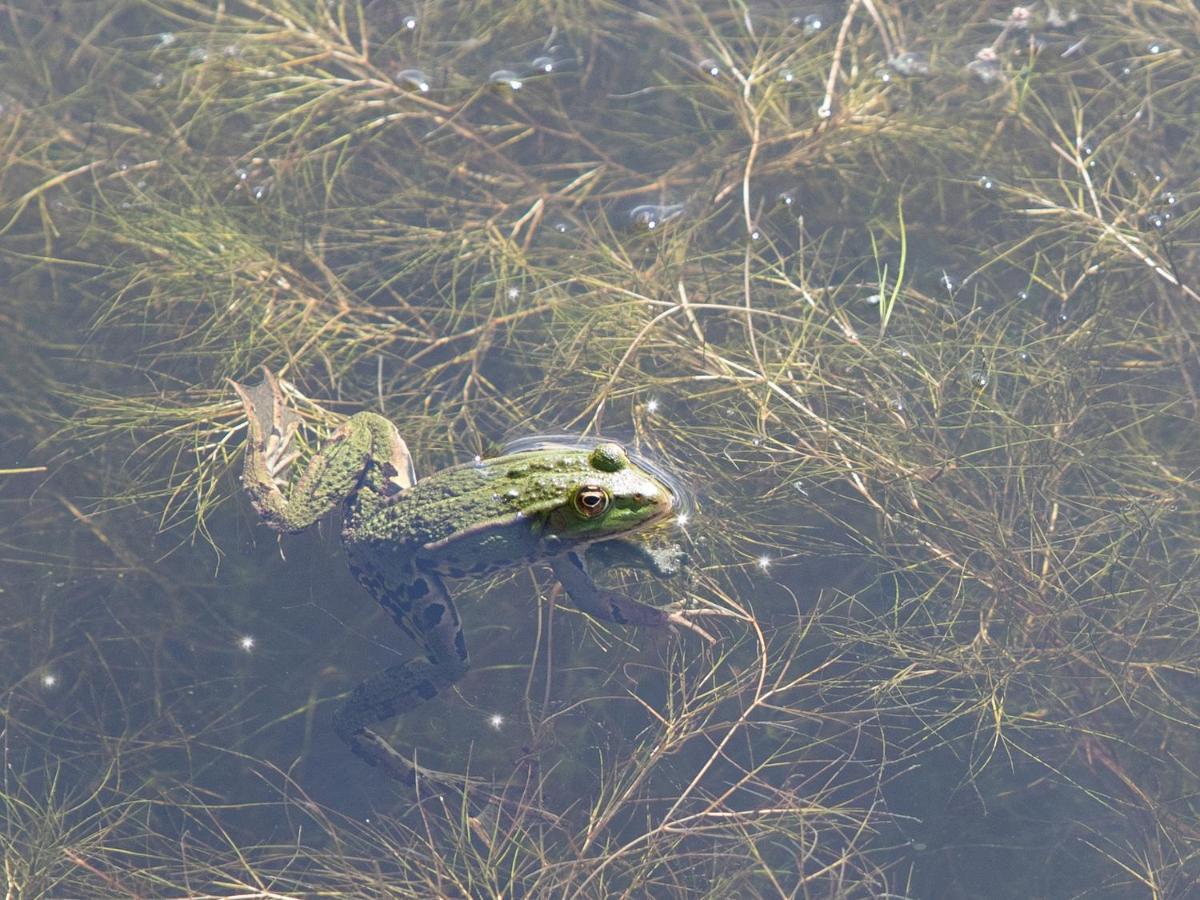 Landelijk Vakantiehuis In Diksmuide Met Een Tuin En Vijver Luaran gambar